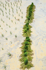  Farmers are planting rice in the farm.