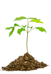 Small tree. Isolated on white background