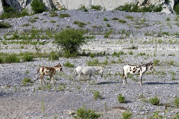 wild horses, La Huasteca Mexico