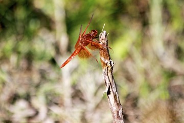 red dragonfly, La Huasteca wildlife