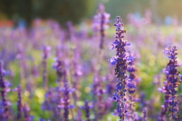 Lavender open in the spring