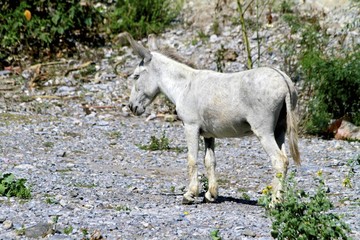 Wild horse or mule, la huasteca nuevo leon
