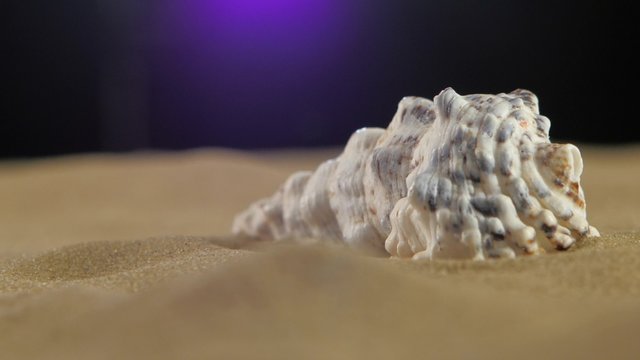 Sea shell with sand on black, back light, rotation, close up