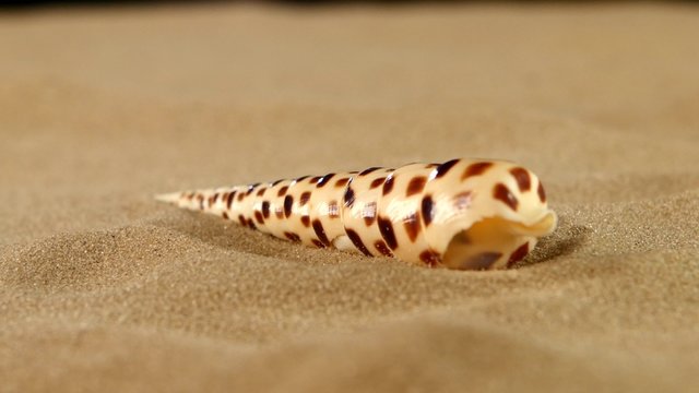 Unusual sea shell with sand on black, back light, rotation