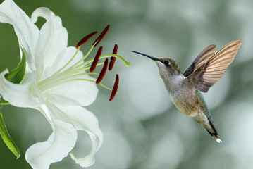 Hummingbird (archilochus colubris) hovering next to a pretty lil