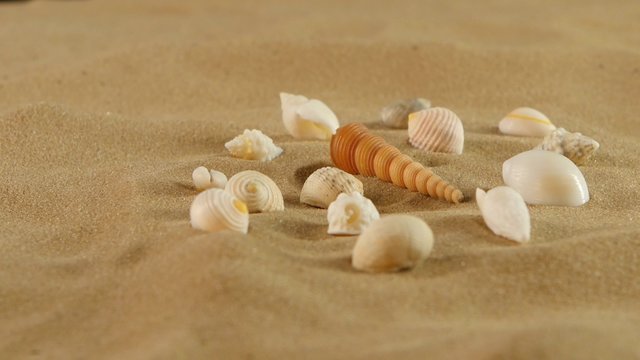 Different sea shells on beach sand, rotation