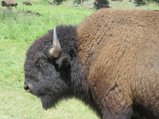 Closeup of American Bison