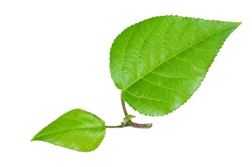 Fototapeta premium Young green leaves