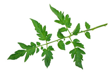 Tomato leaf
