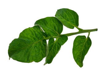 Tomato leaf