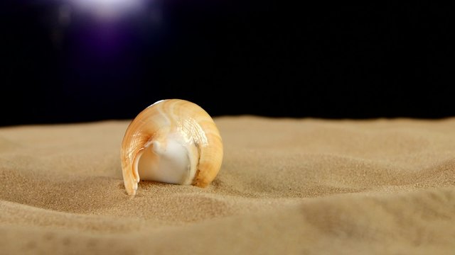 Long sea shell with sand on black, rotation, close up
