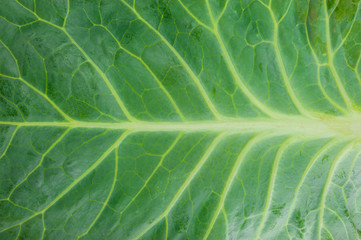 Texture of cabbage leaf