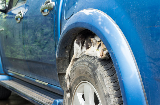Cat peeping on wheel car