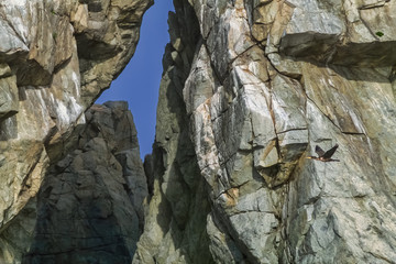 Баклан на фоне скалы