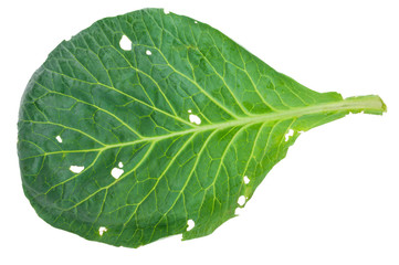Fototapeta na wymiar Fresh green cabbage leaf