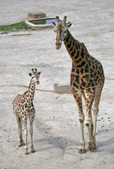 Walking adult giraffe and a young one in a Zoo