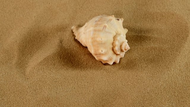 Top of usual marine seashell on sand, rotation, close up
