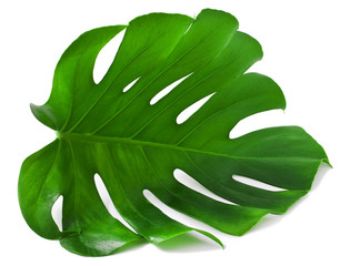One Big green leaf of Monstera plant, isolated on white background