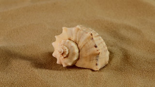 Side of usual marine seashell on sand, rotation, close up