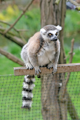 Ring-tailed lemur in a Zoo