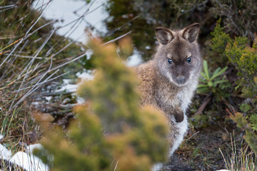 Obraz premium Wallaby in the snow at Mt Field National Park
