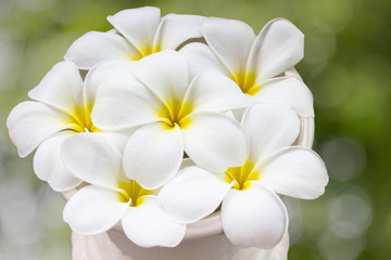 Fototapeta na wymiar beautiful charming aroma white flower plumeria in big classic vase made a corner in house more classic and fresh with natural look
