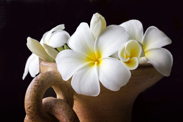 isolate classic gallery style of beautiful charming white flower plumeria in old baked clay vase on dark background