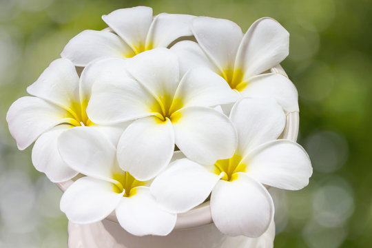 Fototapeta beautiful charming aroma white flower plumeria in big classic  vase made a corner in house  more classic and fresh with natural look