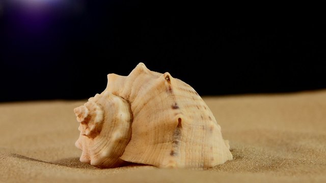 Unusual marine seashell on sand, black, rotation, close up