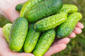 Cucumbers in hand of woman on green grass background