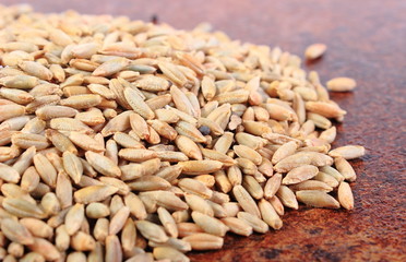 Heap of organic rye grain