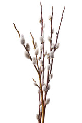 Spring branches Catkins Willow isolated on white background