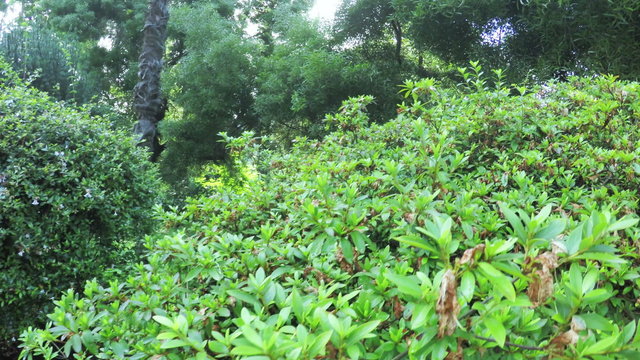 Indian Azalia Rhododendron