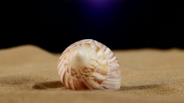Unusual pink marine seashell on sand, rotation, close up