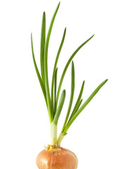 Green onion on a white background
