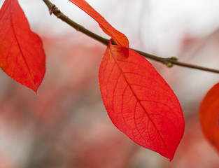 Obraz premium Autumn landscape