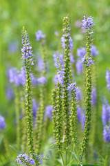 Veronica sibirica. Plant in the summer afternoon