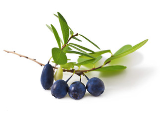 bog bilberry with leaves on a white background ( Vaccinium uliginosum )