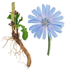 Medicinal plant: Chicory - obrazy, fototapety, plakaty