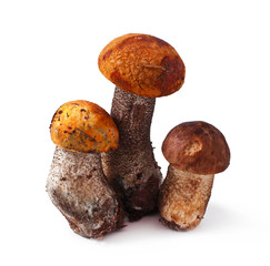 Mushrooms (Leccinum aurantiacum) isolated on a white background
