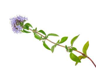 Medicinal plant: Thyme