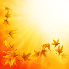 Naklejka na ściany i meble Autumn background with falling and spinning maple leaves