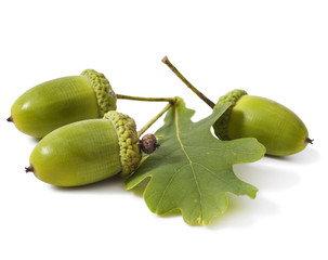Acorn with an oak leaf isolated on white