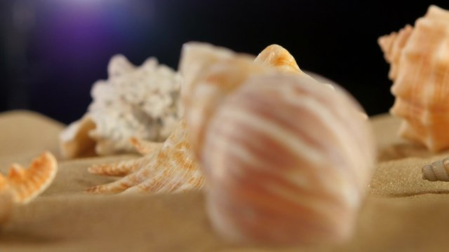Different sea shellsand starfish on beach sand, black, rotation