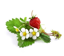 Wild strawberry with flower isolated on white background