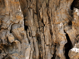 corteccia