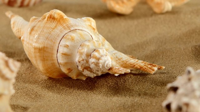 Side of different sea shellsand starfish on beach sand, black