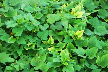 Small leaves background photo image