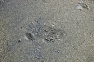 Foot print in the beach sand photo image