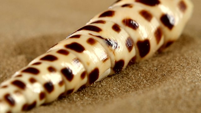 Long spiral sea shell with sand, rotation, close up